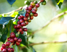 Café Heirloom da Etiópia