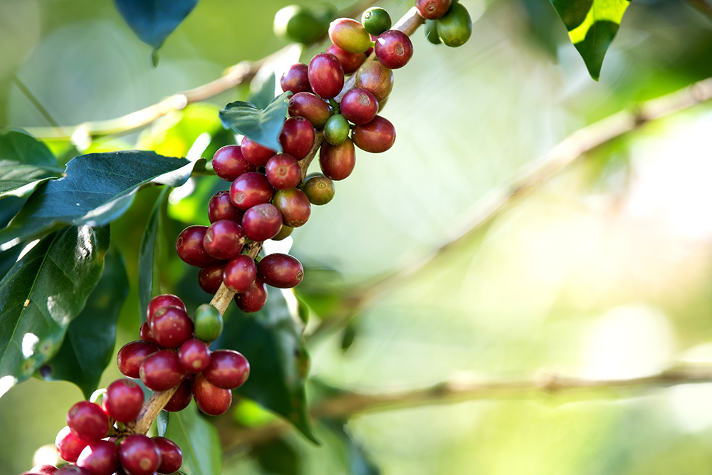 Café Heirloom da Etiópia